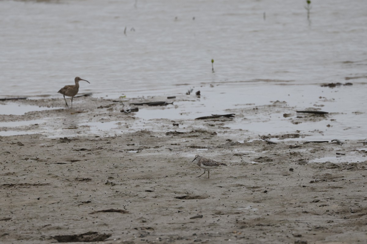 Txirri handia - ML646690837