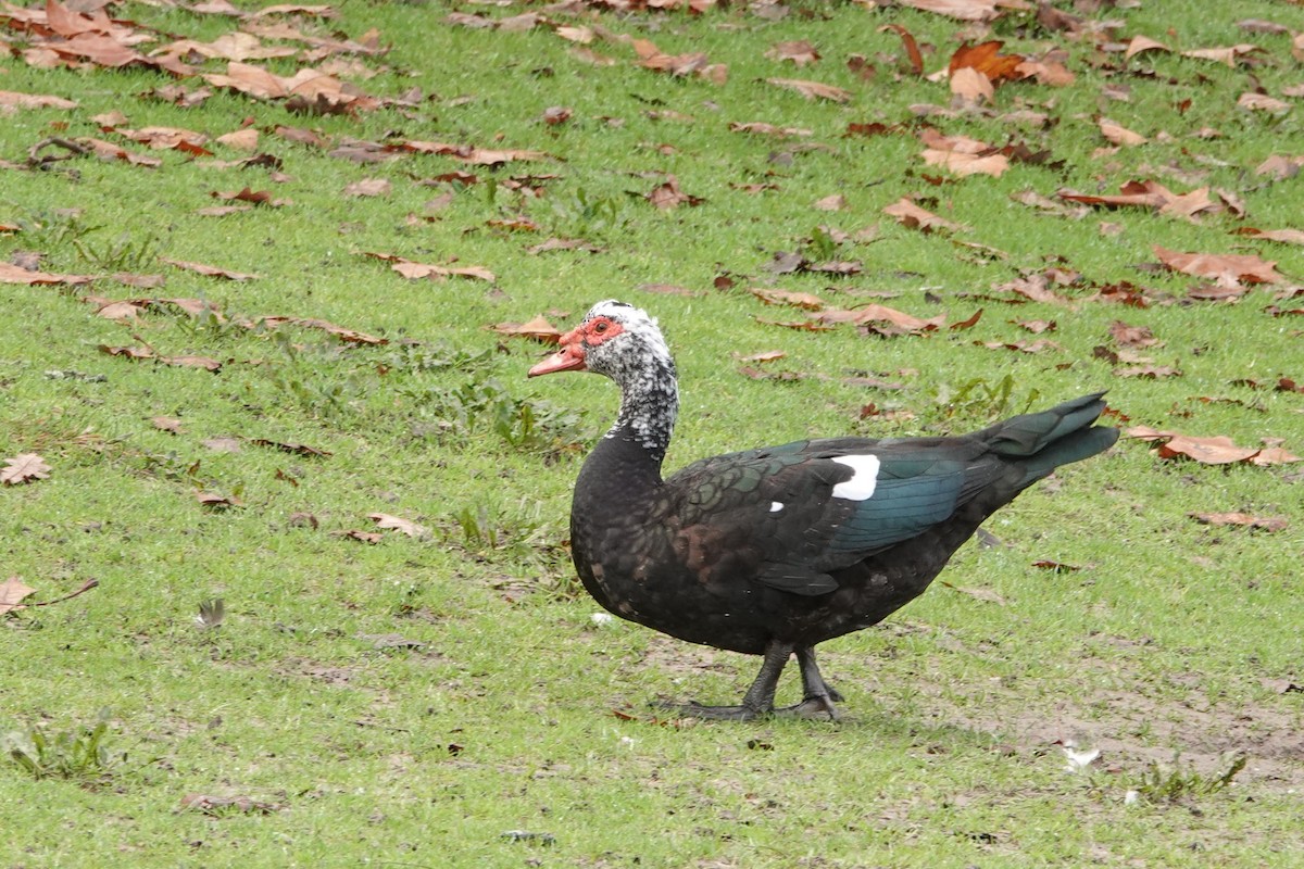 Muscovy Duck (Domestic type) - ML646690841