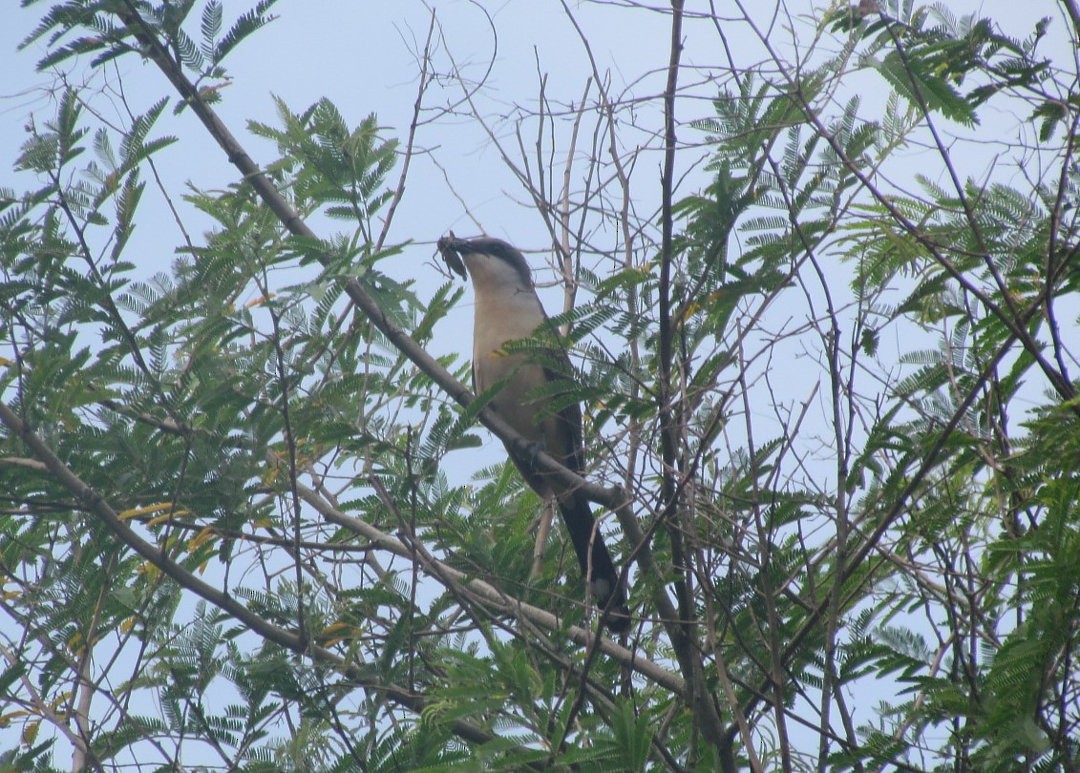 Кукліло бурий - ML646690842