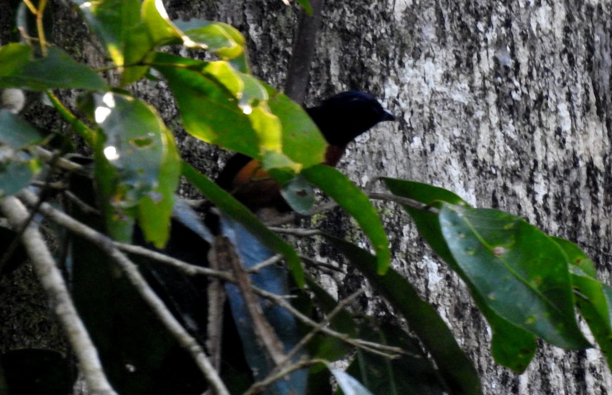 Yellow-crested Tanager - ML646690843
