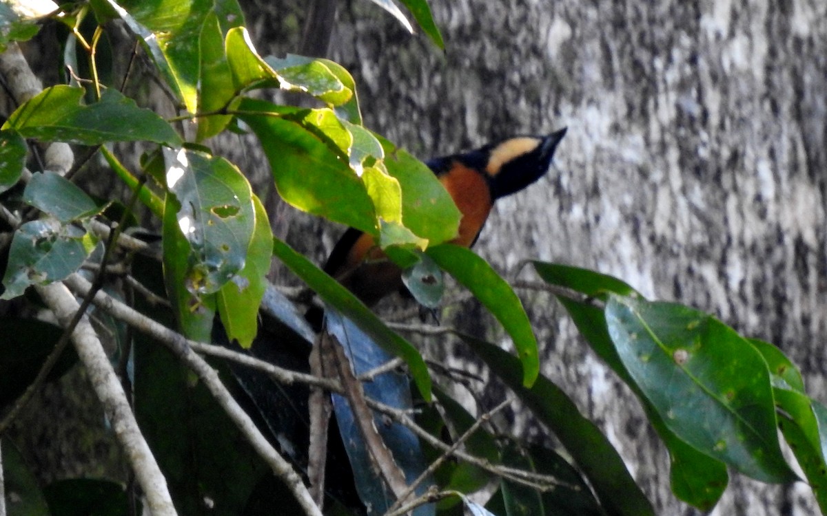 Yellow-crested Tanager - ML646690844