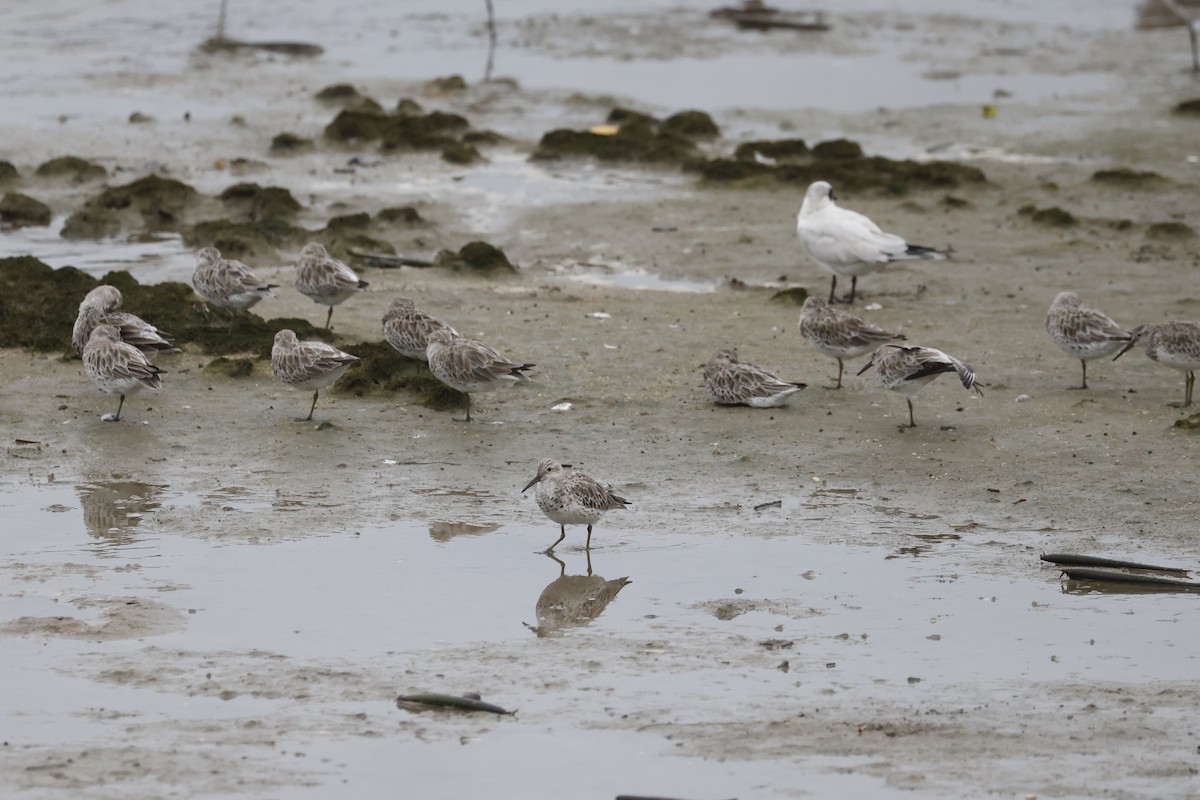 Txirri handia - ML646690845