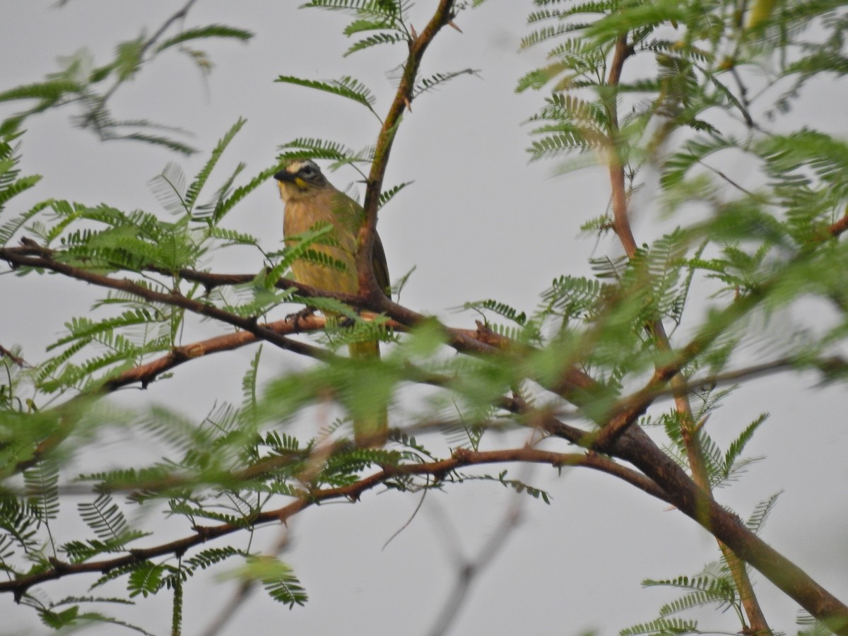 White-browed Bulbul - ML646690846