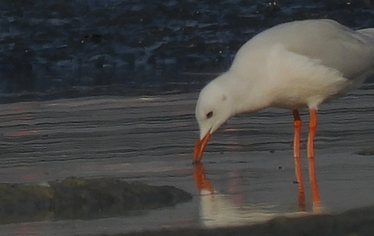 Antxeta mokozorrotza - ML646690849