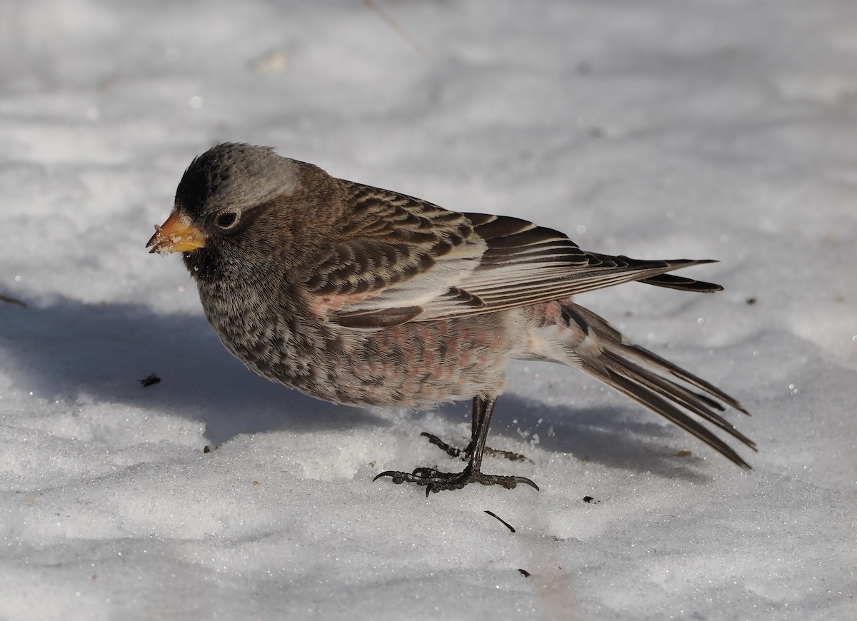 Rußschneegimpel - ML646690850