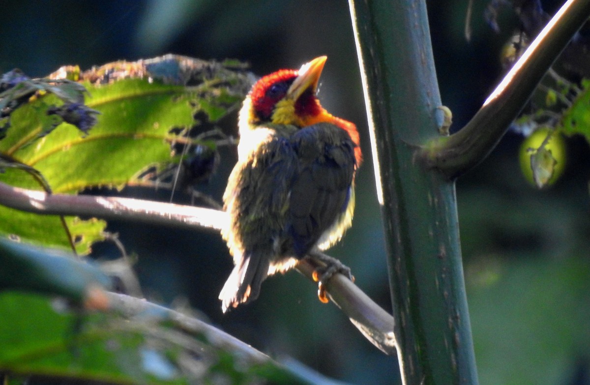 vousák žlutohrdlý - ML646690851