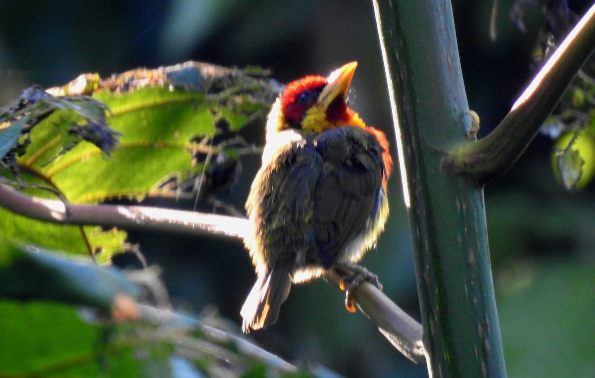 vousák žlutohrdlý - ML646690852