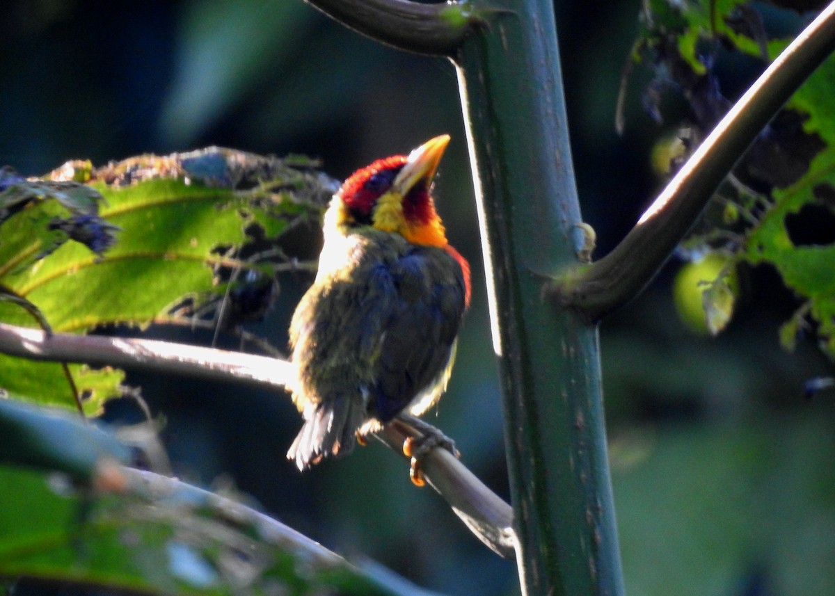 vousák žlutohrdlý - ML646690854