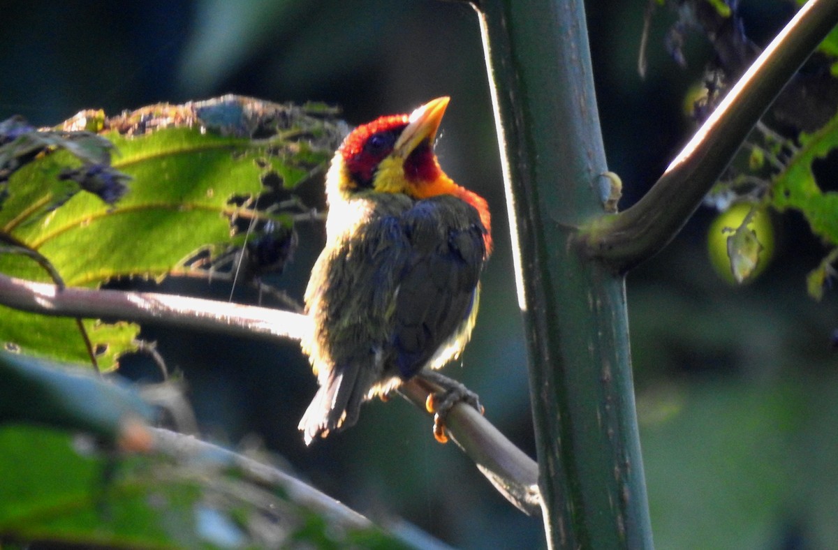 vousák žlutohrdlý - ML646690855