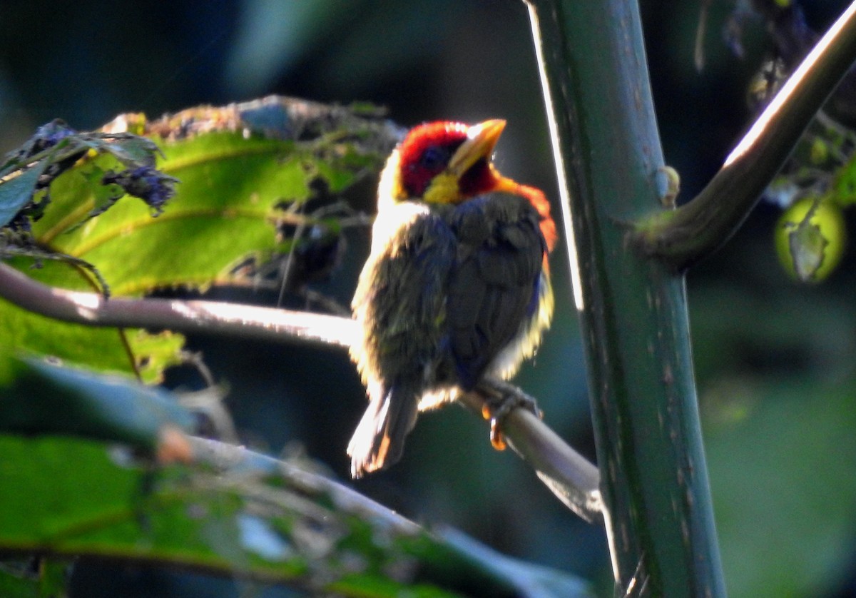 vousák žlutohrdlý - ML646690856