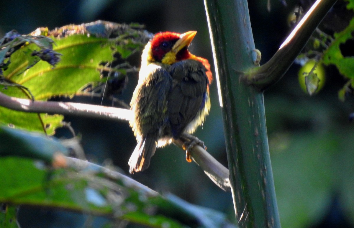 vousák žlutohrdlý - ML646690857