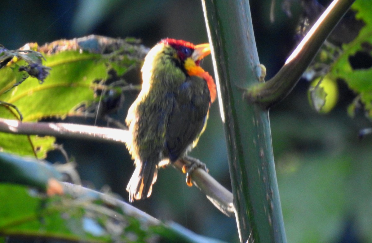 vousák žlutohrdlý - ML646690858