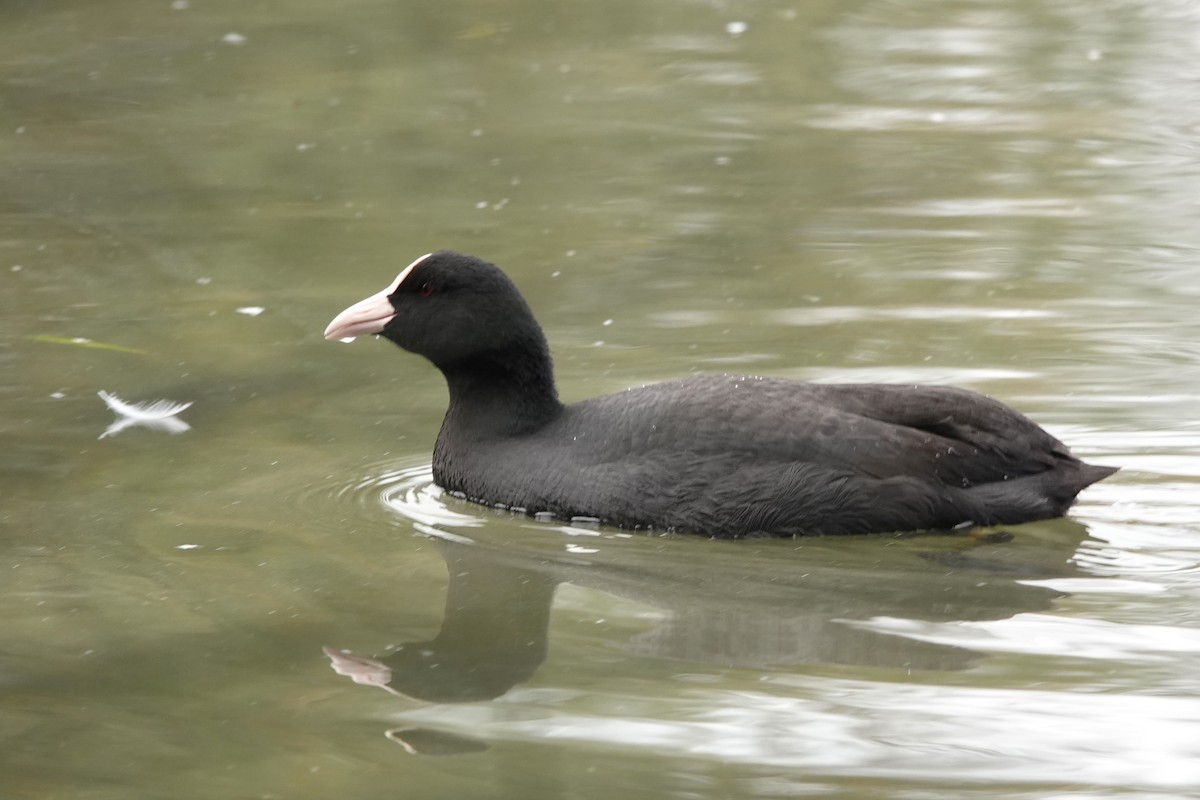 Eurasian Coot - ML646690859