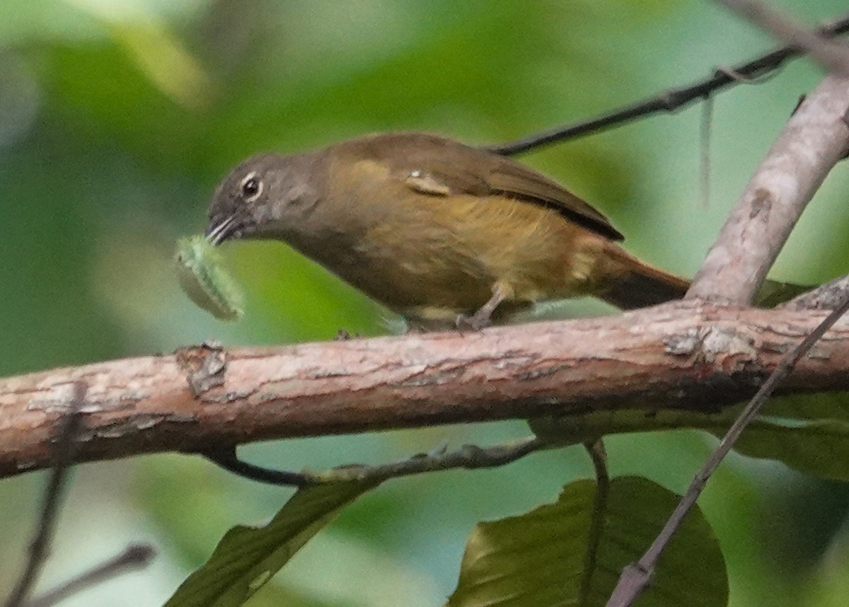 Bulbul Piquicurvo - ML646690860
