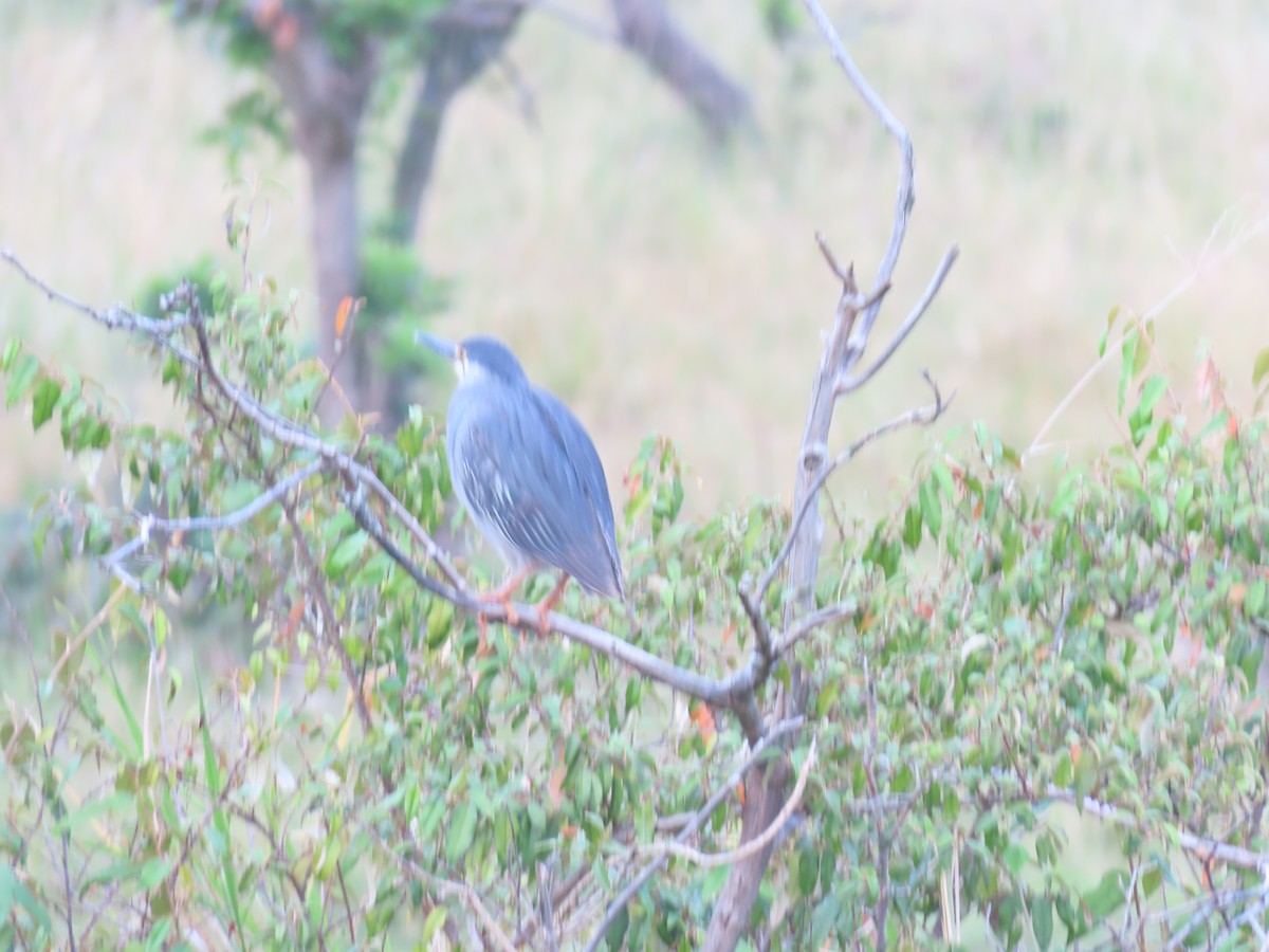 Little Heron - ML646690861