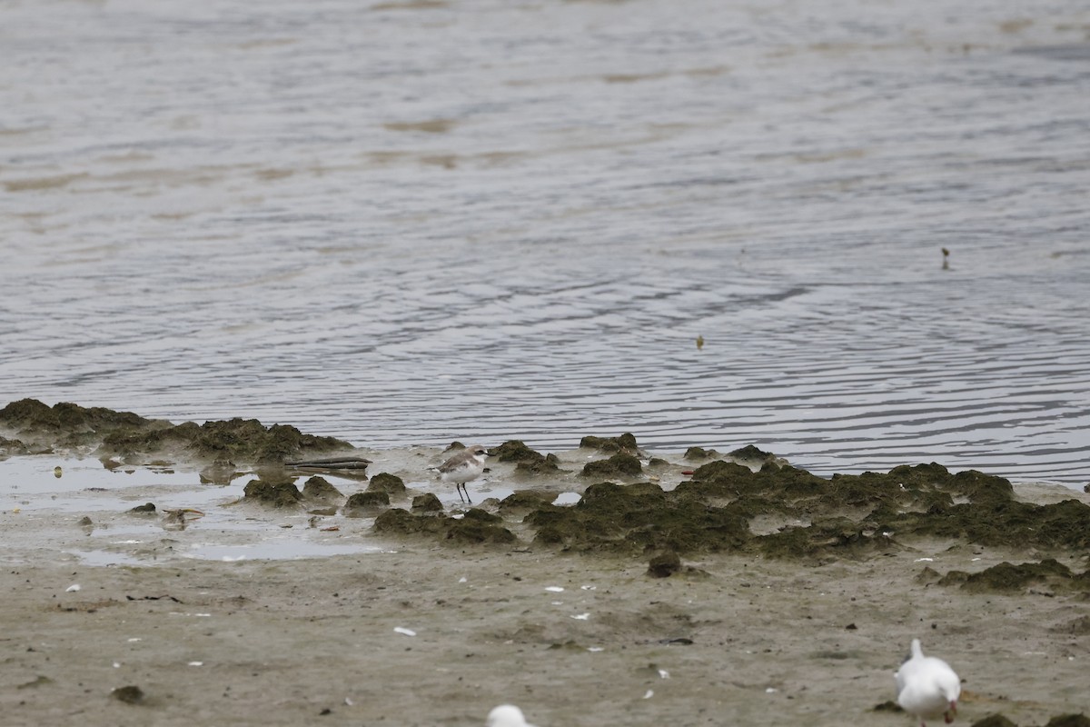 Txirritxo mongoliarra - ML646690862