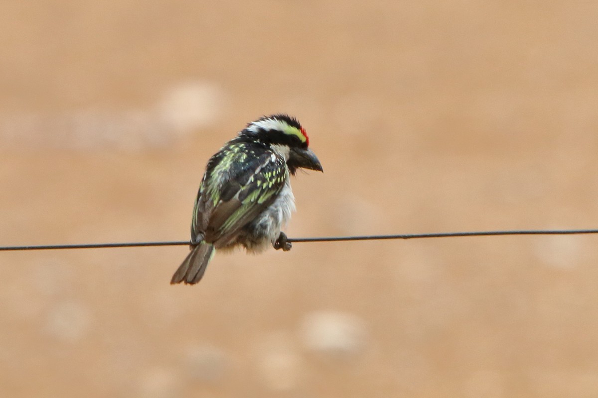 Pied Barbet - ML646690865