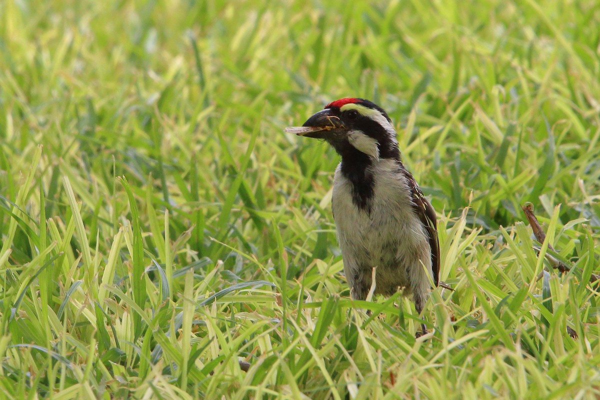 Pied Barbet - ML646690866