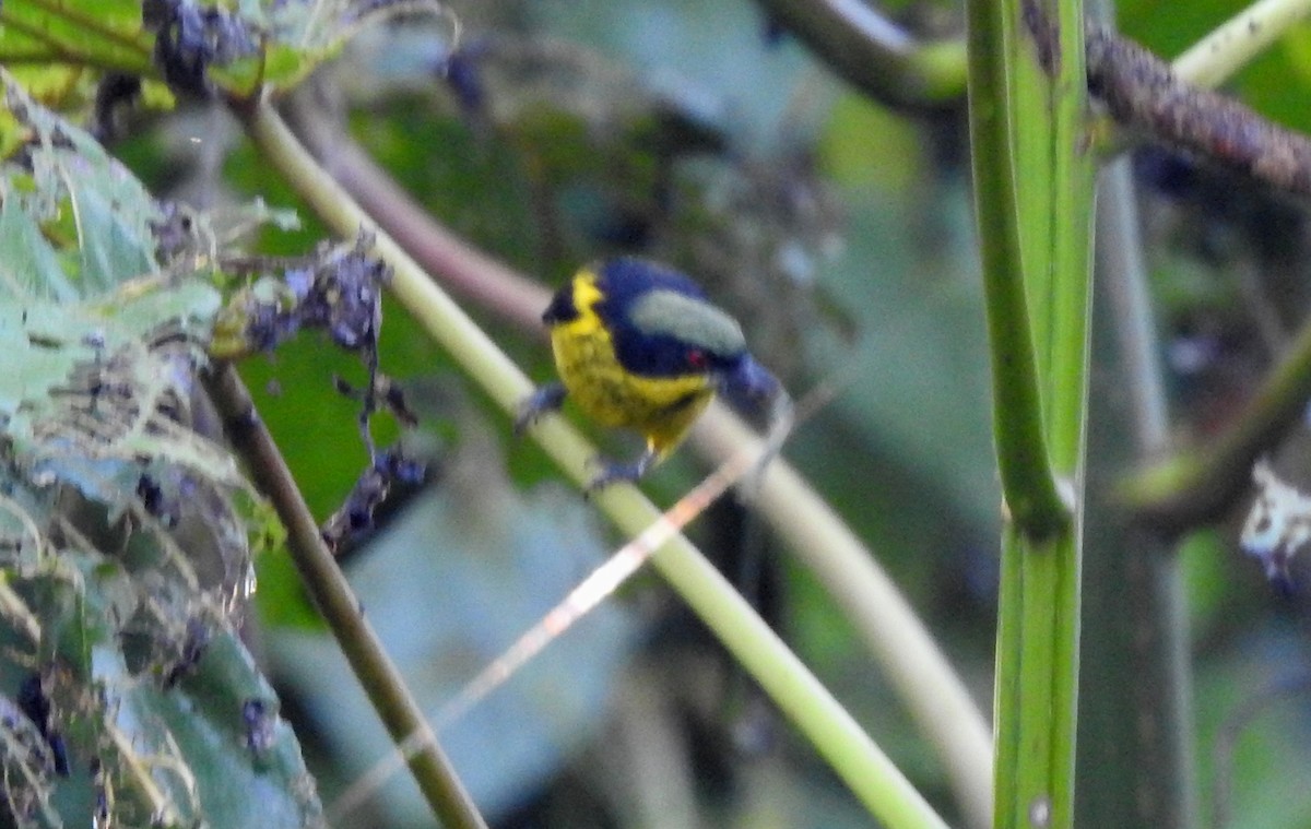 Yellow-bellied Dacnis - ML646690867