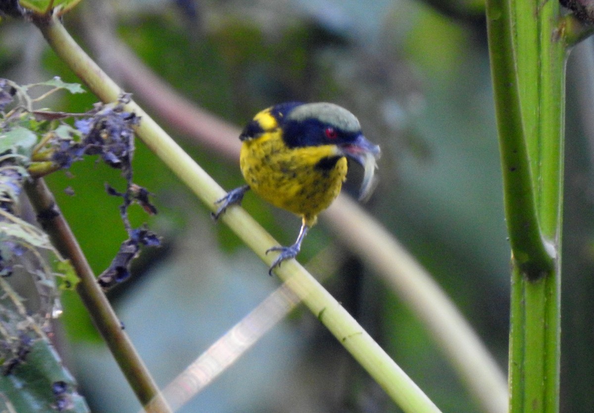 Yellow-bellied Dacnis - ML646690868
