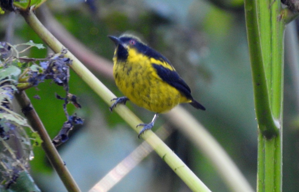 Yellow-bellied Dacnis - ML646690870