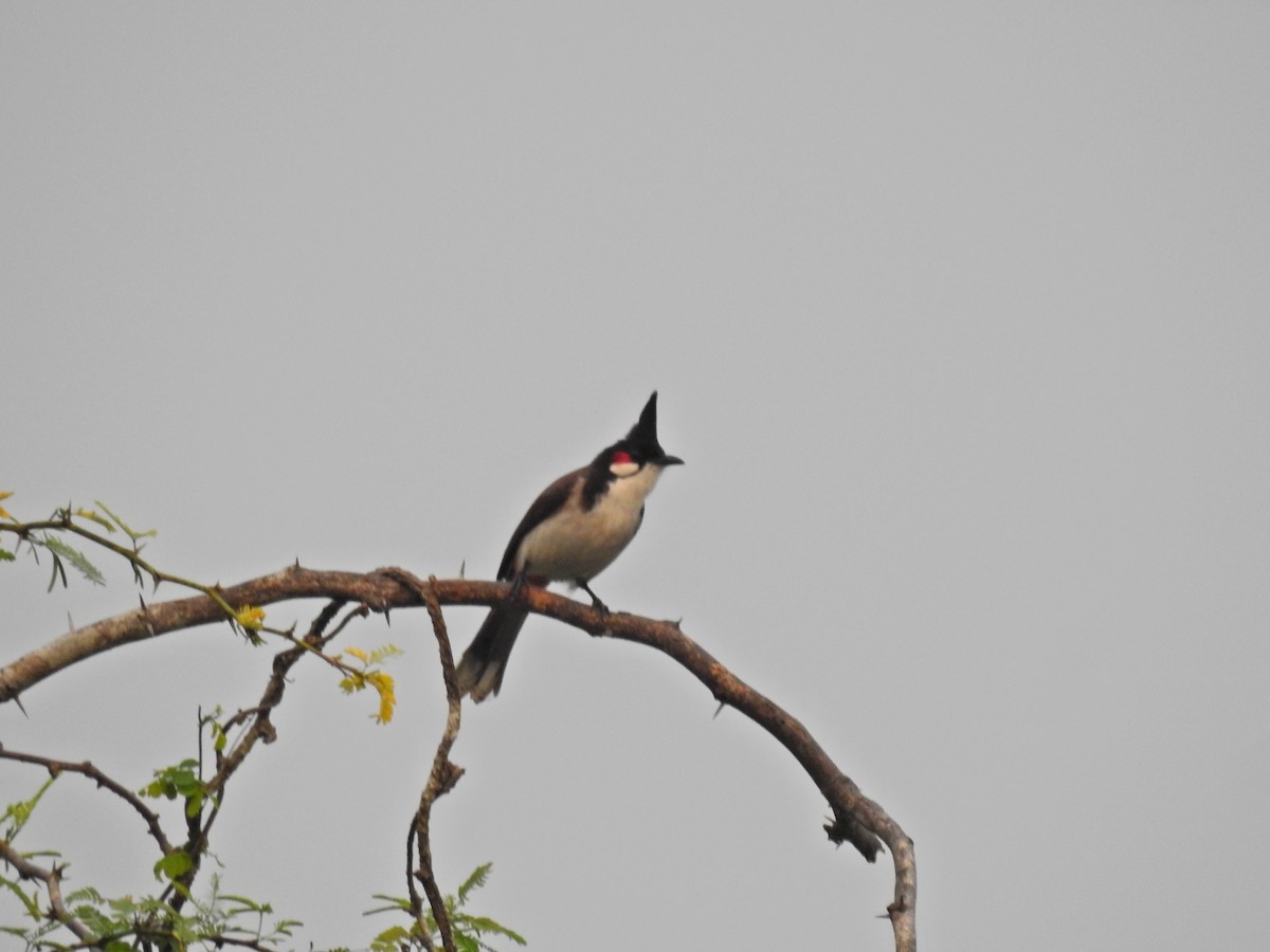 Red-whiskered Bulbul - ML646690877