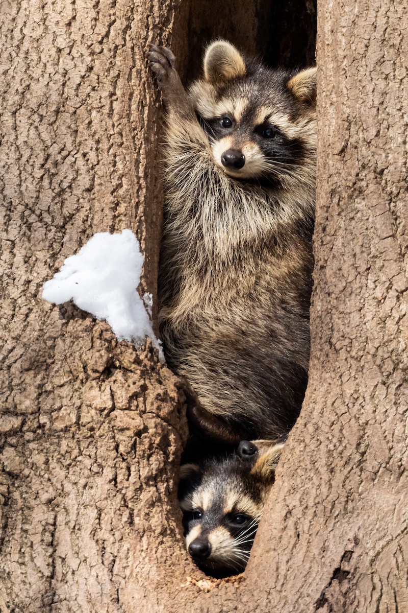 Raccoons - ML646690878