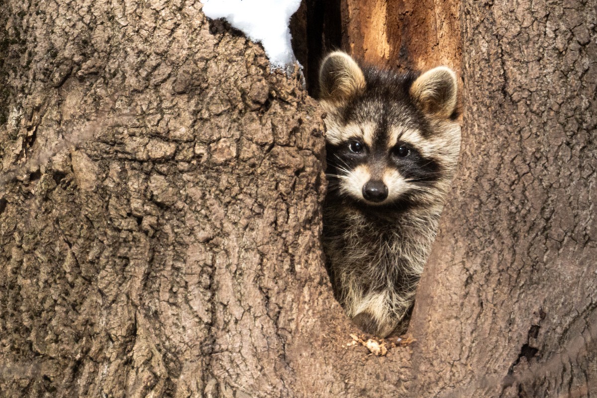 Raccoons - ML646690879