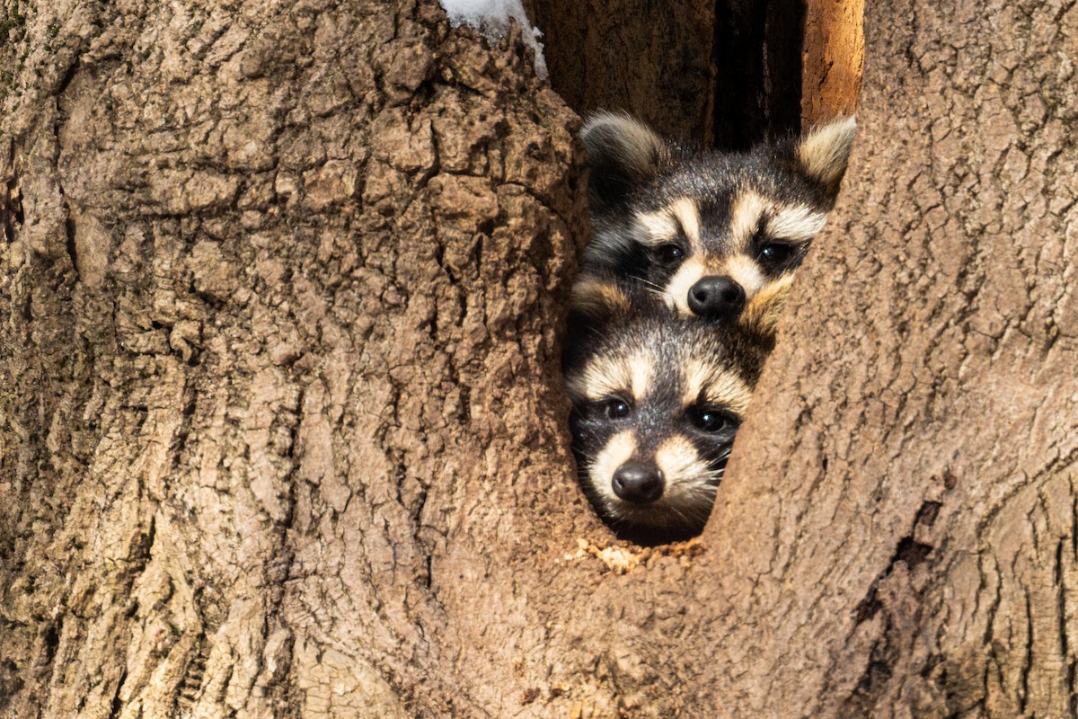 Raccoons - ML646690880