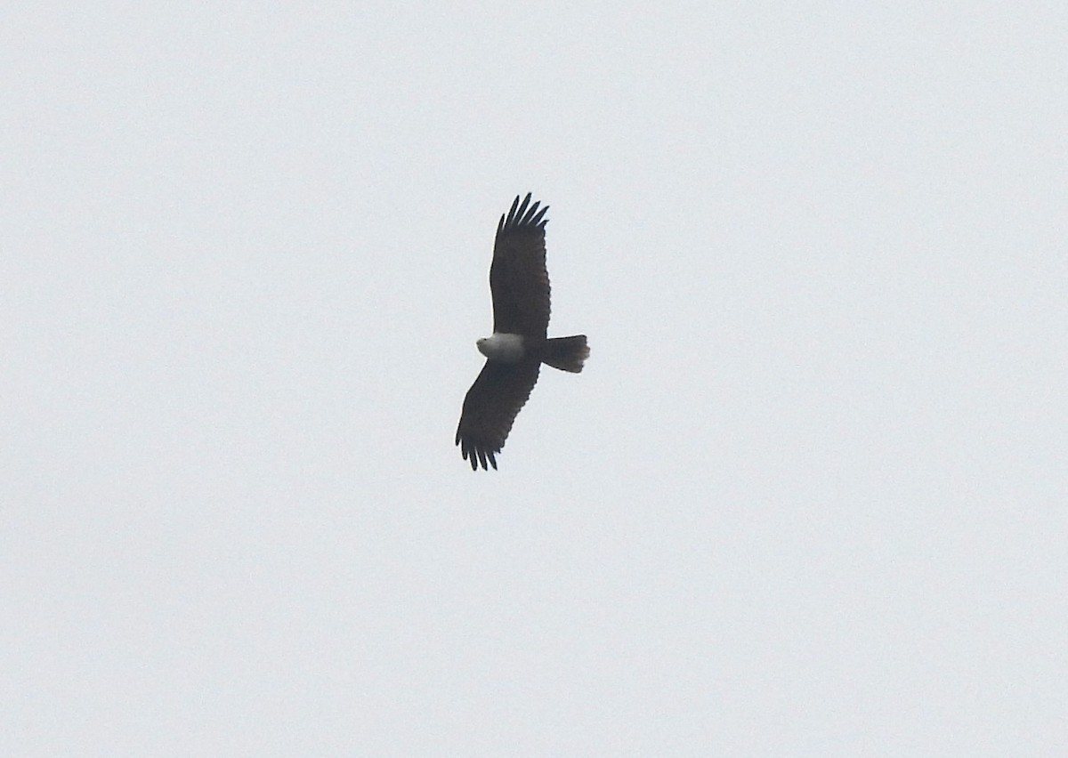 Brahminy Kite - ML646690881