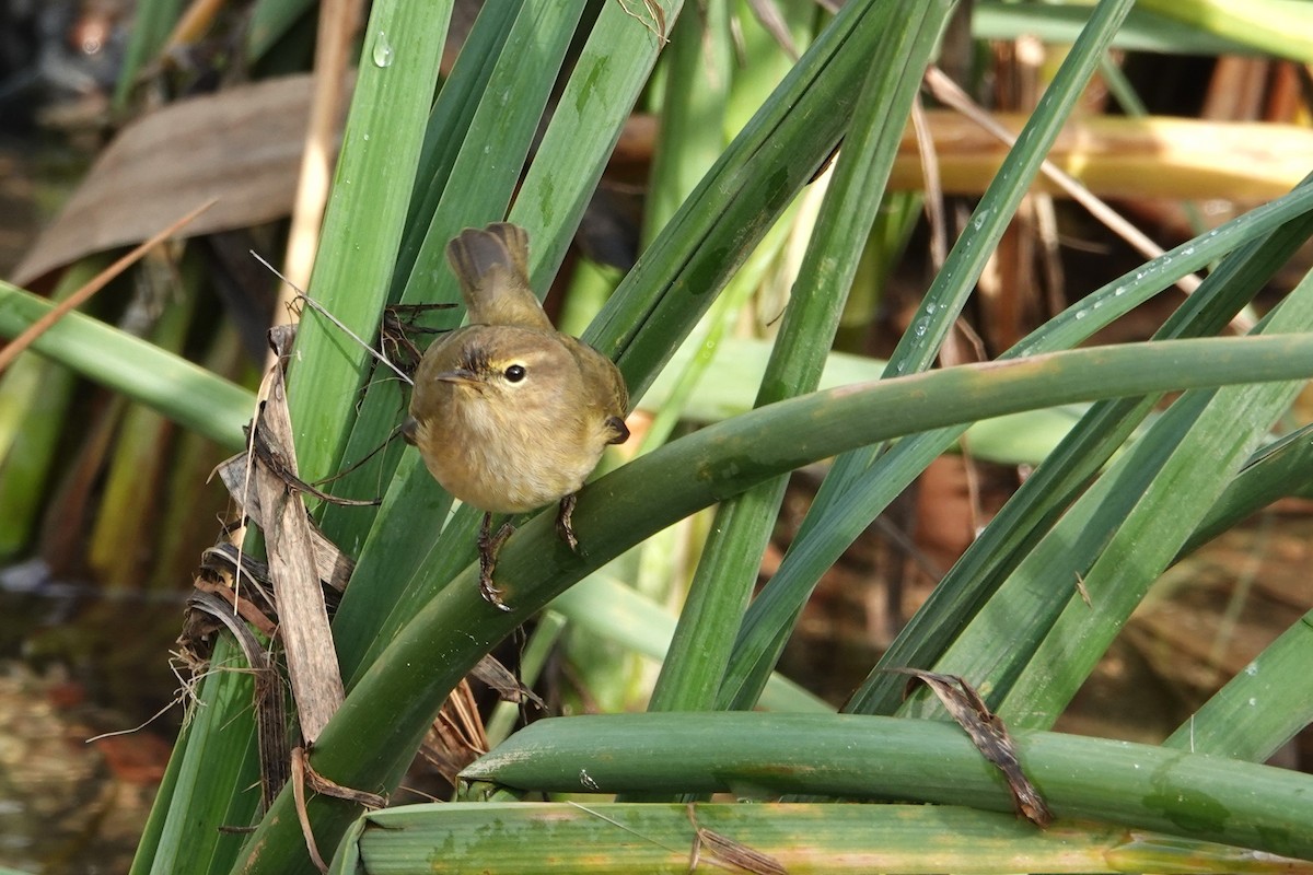 Common Chiffchaff - ML646690882