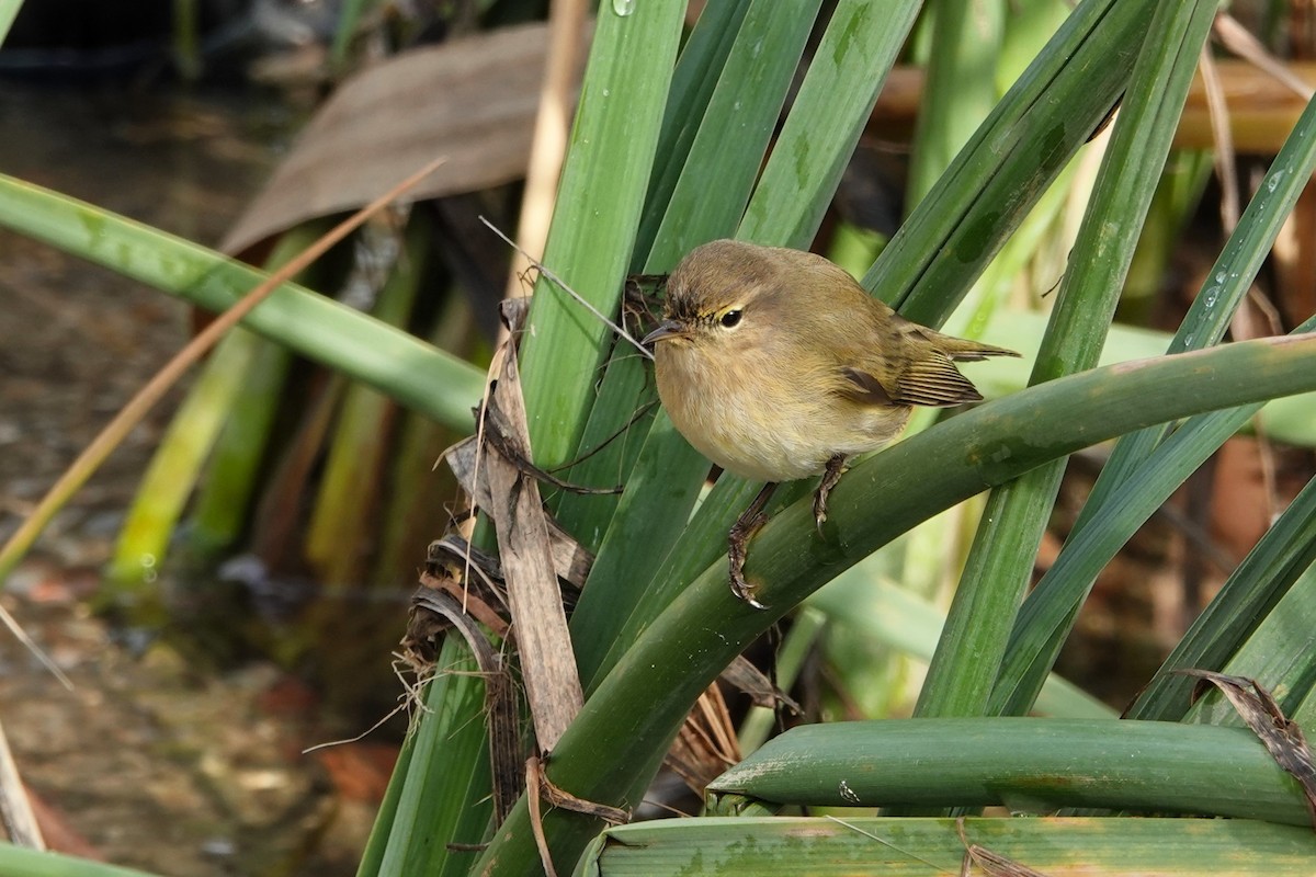Common Chiffchaff - ML646690883