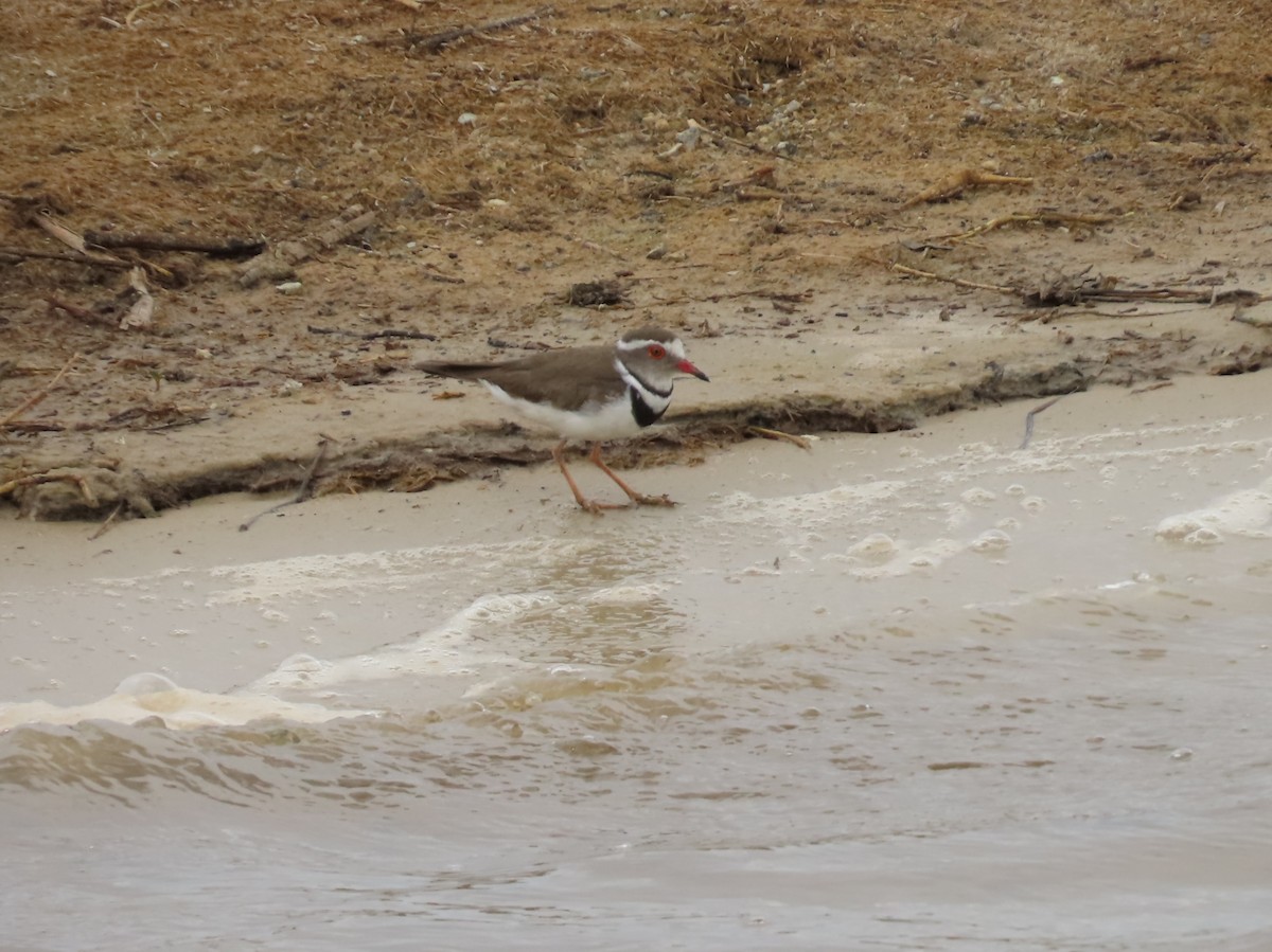 Three-banded Plover - ML646690884