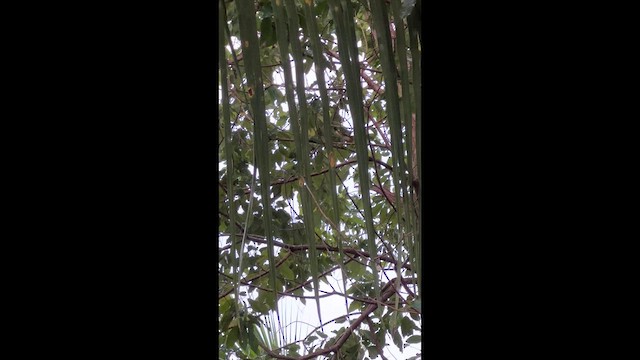 new world warbler sp. - ML646690887