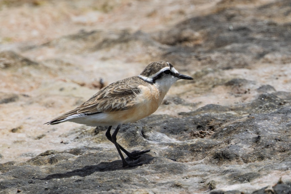 חופמי אפריקני - ML646690888