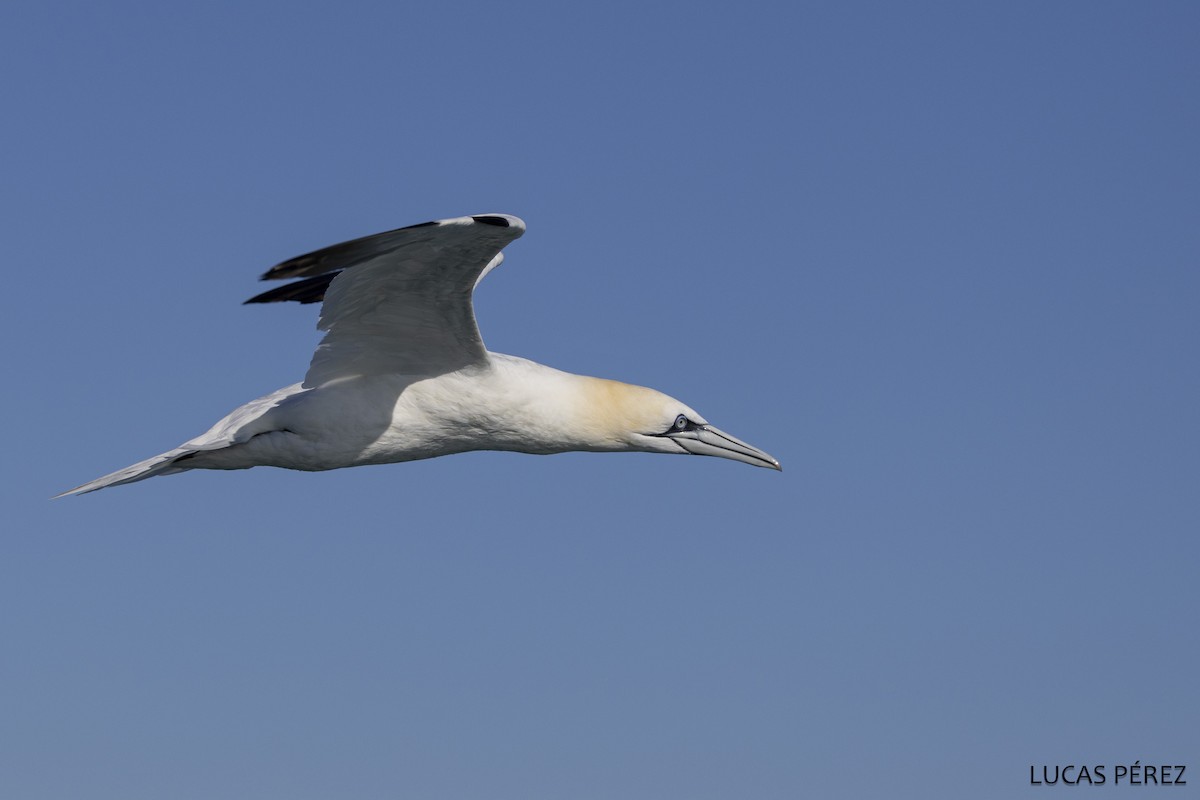 Северная олуша - ML646690889