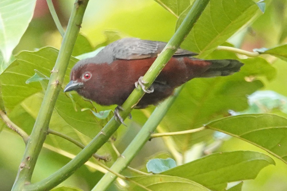 Negrita Pechirrufa - ML646690890