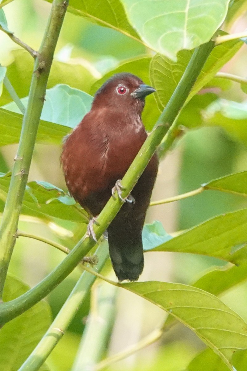 Negrita Pechirrufa - ML646690891