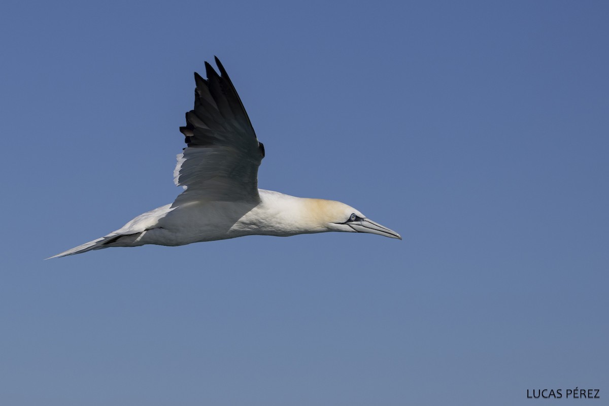 Северная олуша - ML646690892