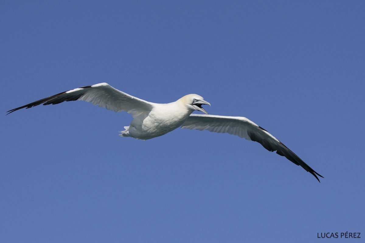 Северная олуша - ML646690893