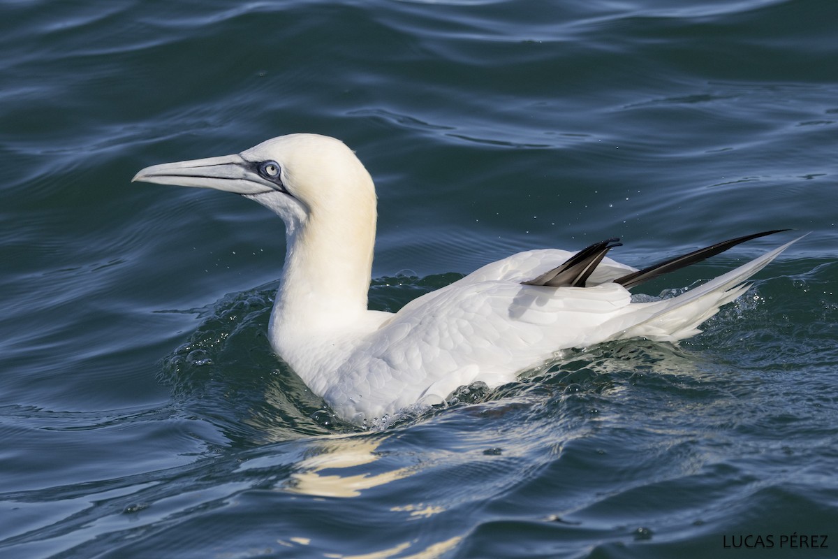 Северная олуша - ML646690895