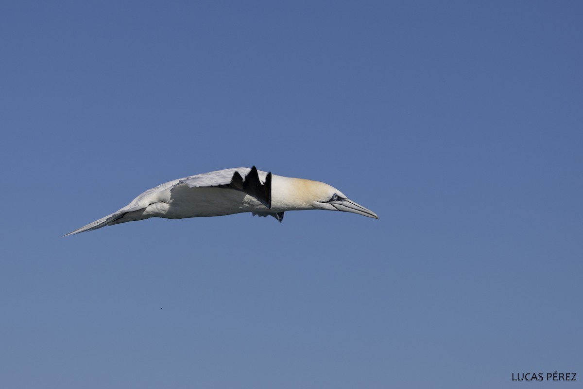 Северная олуша - ML646690896