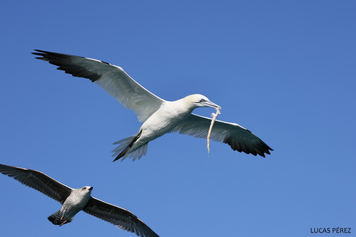 Северная олуша - ML646690897