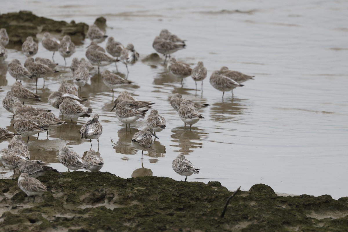 Txirri handia - ML646690898