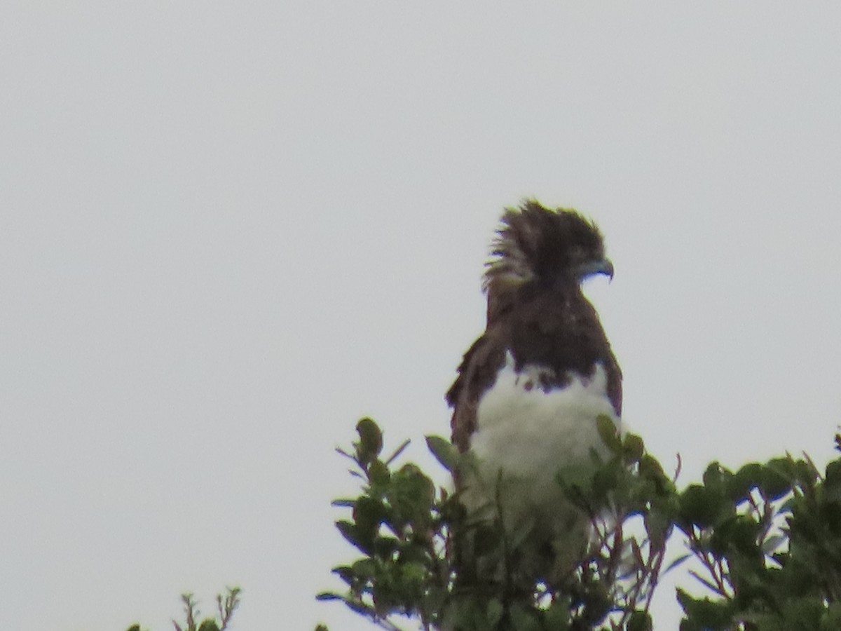 Black-chested Snake-Eagle - ML646690899