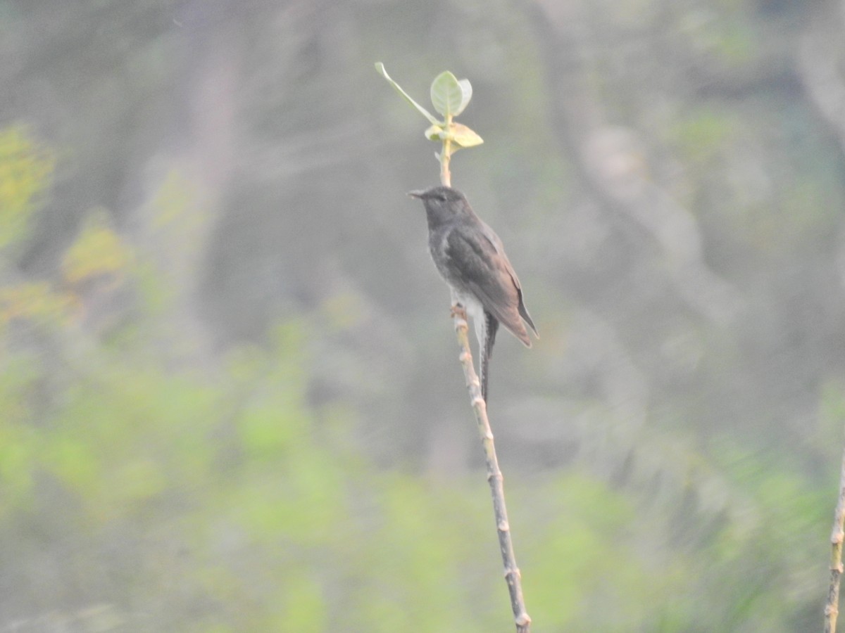Gray-bellied Cuckoo - ML646690900