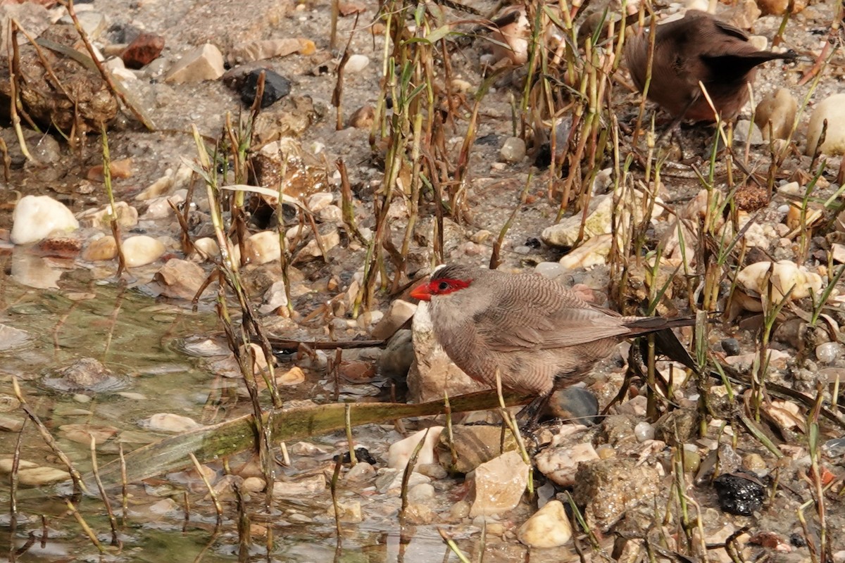 Common Waxbill - ML646690906