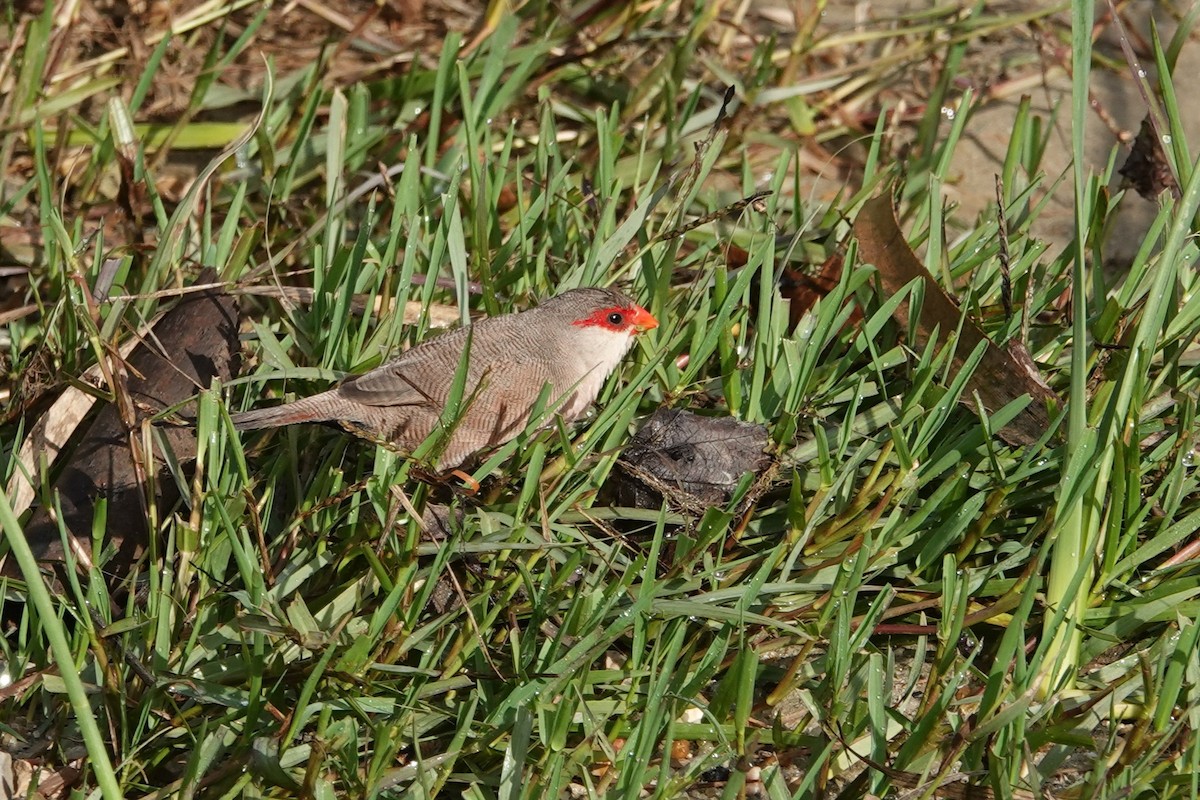 Common Waxbill - ML646690907