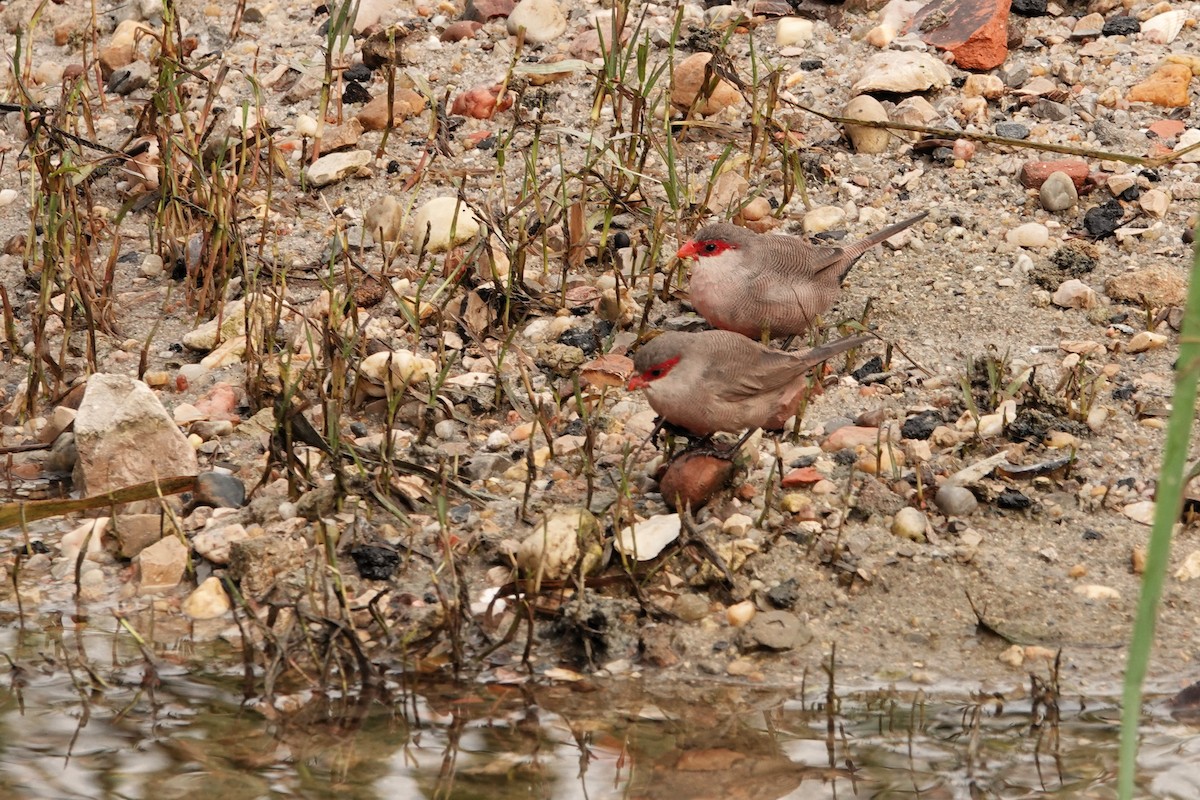 Common Waxbill - ML646690908