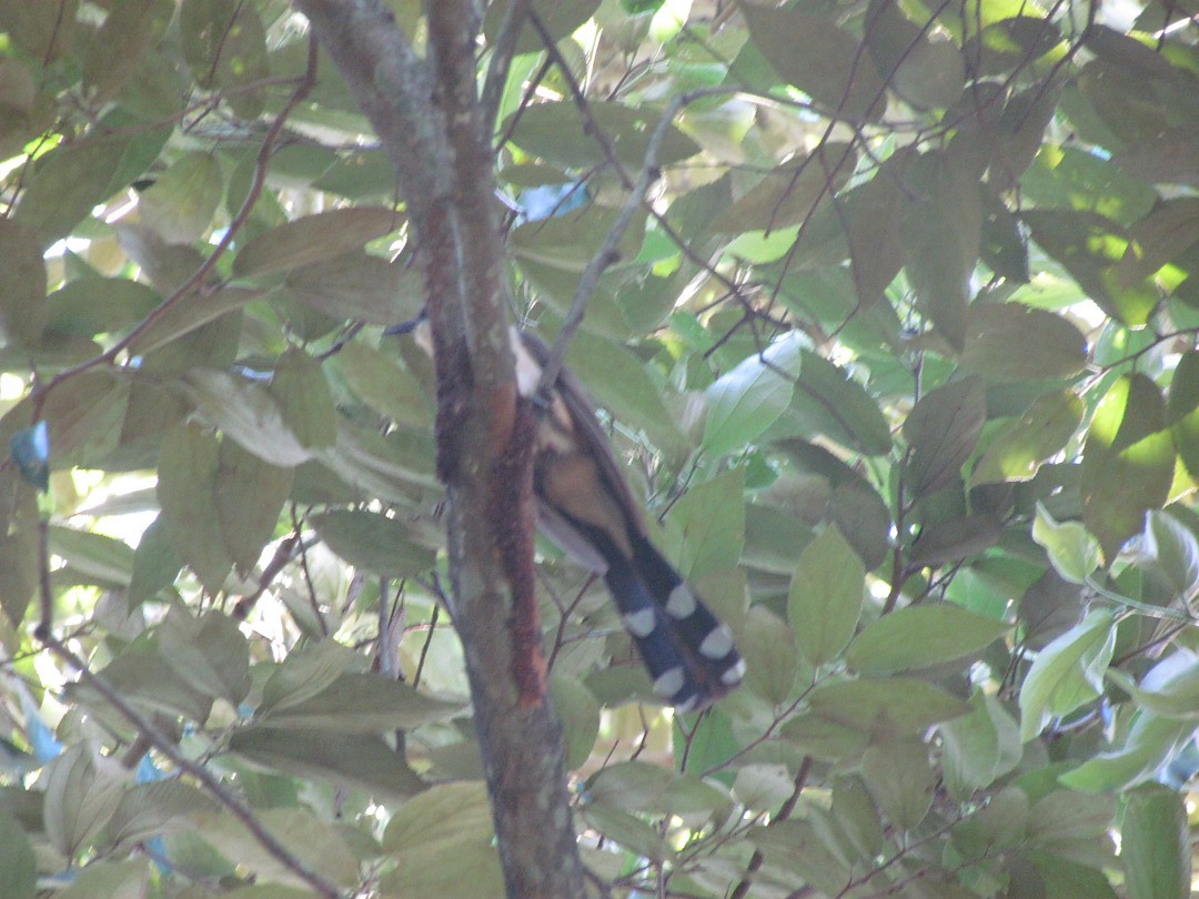 Кукліло бурий - ML646690910